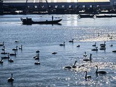 -烟墩角天鹅湖