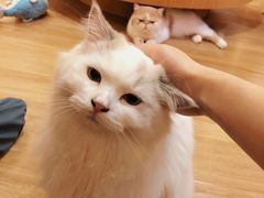 -滚猫咖啡·猫咖·猫友好撸猫(未来城店)