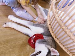 -Husky Go! 哈士奇体验馆·宠物咖啡厅狗咖