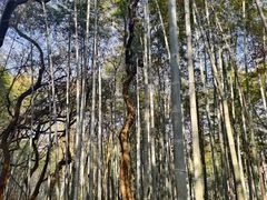 -青龙山国家森林公园