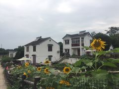 -大塘金香草谷
