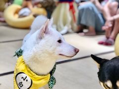 -逗柴咖啡屋·狗咖猫咖宠物桌游