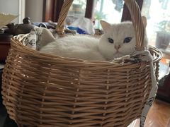 -飞行喵MR PILOT|猫舍·猫咖(静安大融城店)