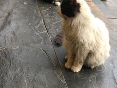 -九花山烤鸭店