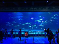 -烟台海昌鲸鲨海洋公园