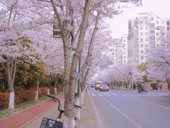 -高东镇樱花园