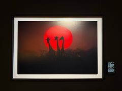 -罗红摄影艺术馆