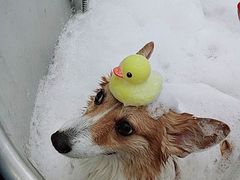 -PETKIT小佩宠物(古北店)