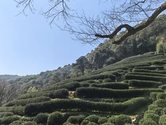 -阿巧茶庄