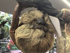 -正佳雨林生态植物园