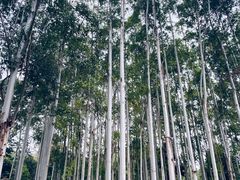 -桉树林A coffee 森林餐厅(三圣乡店)