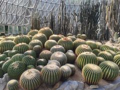-深圳仙湖植物园