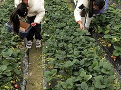 -小鱼草莓采摘园农家乐·小鱼餐厅