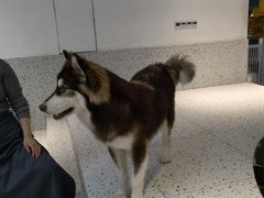 -Husky Go!哈士奇体验馆·宠物咖啡厅狗咖