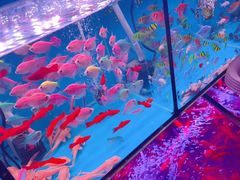 -花鸟鱼虫鲜花绿植市场(玉泉路店)