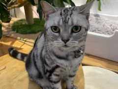 -李小姐の猫咖啡馆(五角场店)