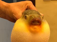 -长顺河豚馆(江洲东路)