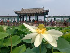 -莲花池公园