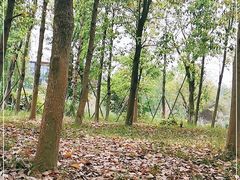 -白鹭湾湿地公园