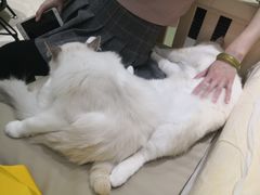 -藏猫猫咖啡主题馆(中央大道店)