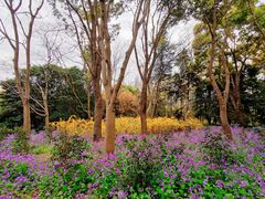 -上海滨江森林公园