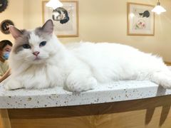 -滚猫咖啡·猫咖·猫友好撸猫(未来城店)