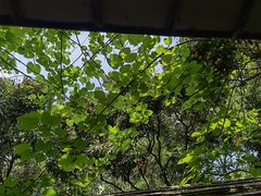 -荔景渔庄