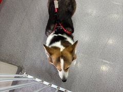 -瑞派宠物医院·犬猫全科·猫友好(宾水西道店)