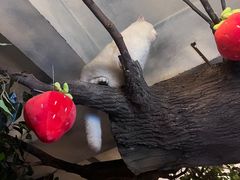 -猫猫幼稚园·撸猫·桌游·电玩