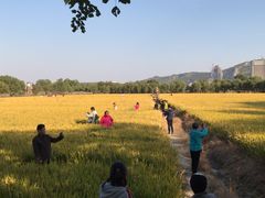 -长兴太湖图影湿地文化园