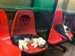 -猫咪博物馆(顶澳仔猫街店)