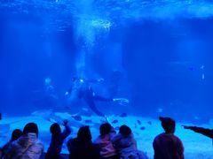 -石家庄海洋公园
