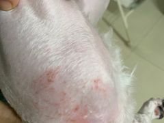 -宠物星动物医院·眼科·异宠·猫科(江南大道总院)