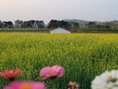 -光明小镇欢乐田园
