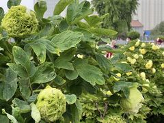 -曹州百花园