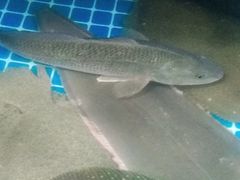 -宾朋海鲜特色美食餐厅·纯手工鲅鱼水饺(兴海路店)