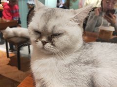 -猫小院猫主题餐厅(三里屯店)