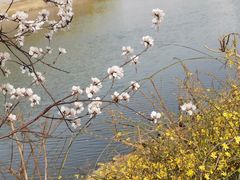 -桃花堤公园