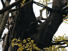 -上海佘山国家森林公园天马山园