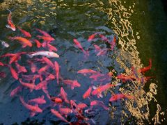 -麒麟小院·老九江菜(安平路店)