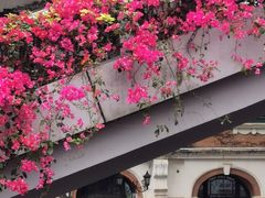 -清平中药材专业市场
