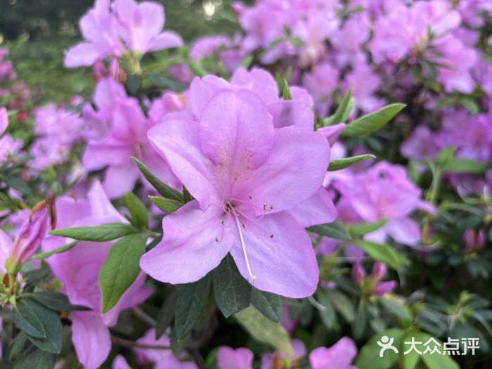 琴亭湖公园图片