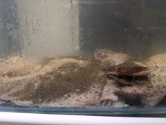 -四海蒸鲜蒸汽海鲜自助(北戴河店)