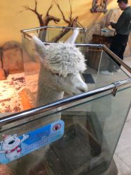 -未来动物城主题公园(正弘城店)