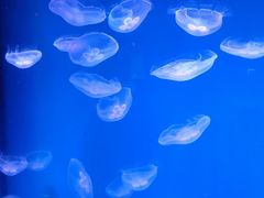 -芜湖新华联大白鲸海洋公园