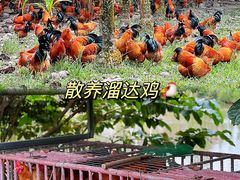 -兴隆槟榔园休闲农庄