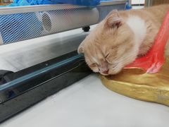 -糯米喵星人·撸猫猫舍咖啡馆(西市场嘉华店)
