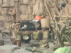 -泉州海丝野生动物世界