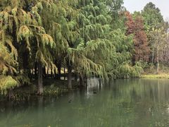 -贡湖湾湿地公园