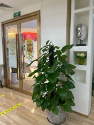-JUVA欧华医美连锁